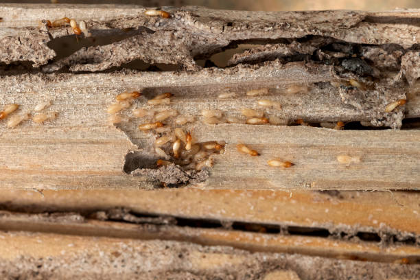 Best Local Pest Control Services  in Angustura, NM
