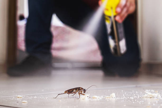 Best Spider Control Near Me  in Angustura, NM